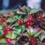Creeping Wintergreen (Gaultheria procumbens) – #1 Container